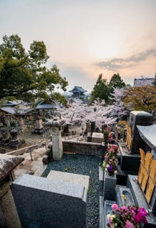 Cemetery and cherry blossom at sunset, Konkai-Komyoji Temple, Kurodanicho, Kyoto, Japan
