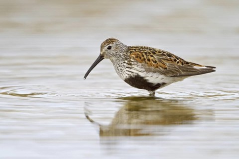 Dunlin (Calidris alpina), Manitoba, Canada