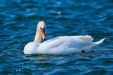 A swan lies calmly in the water and turns its head back, Mute Swan (Cygnus olor), spring, bird