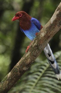 Sri Lanka Blue Magpie (Urocissa ornata) perched on a branch, Sinharaja National Park, Sri Lanka