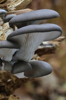 Oyster mushroom (Pleurotus ostreatus), Oyster bracket fungus growing on tree trunk in forest