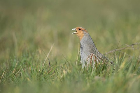 Grey Partridge (Perdix perdix) male calling in grass field, North Rhine-Westphalia, Germany