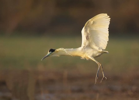 Capped Heron (Pilherodius pileatus) flying, Mato Grosso, Brazil