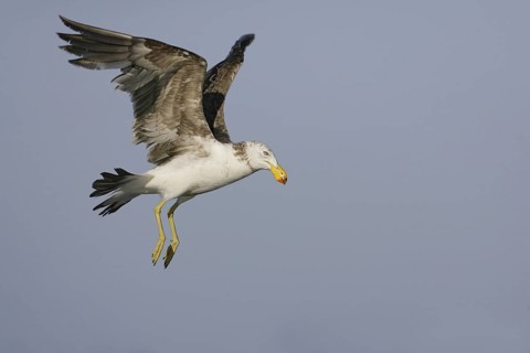 Pacific Gull (Larus pacificus) flying, Victoria, Australia