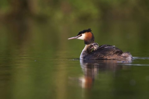 Great Crested Grebe (Podiceps cristatus) juvenile, Saxony, Germany