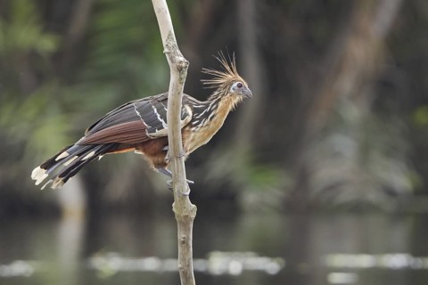 Hoatzin (Opisthocomus hoazin), Ecuador