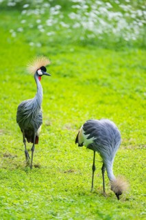 Black crowned crane (Balearica pavonina) walking on a meadow, Bavaria, Germany