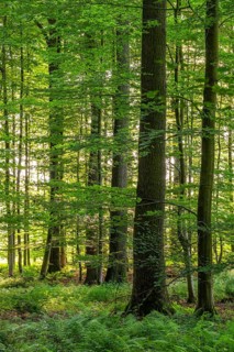 A light spring forest with sunbeams shining through the leaves of the beech trees, North