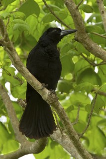 Black Butcherbird (Melloria quoyi), Northern Territory, Australia