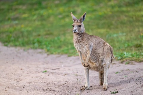 Eastern Gray Kangaroo (Macropus giganteus) standing on a meadow, captive, Germany