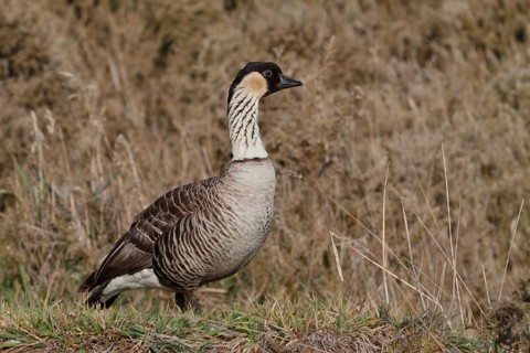 Nene, Hawaiian Goose, Branta sandvicensis, Hawaii endemic, Endangered