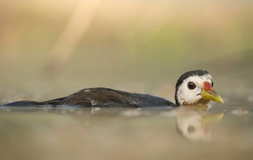 A white-breasted waterhen (Amaurornis phoenicurus) in the water, Sreepeur, Gazipur
