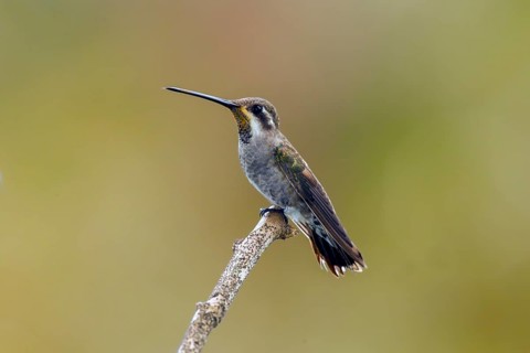 Plain-capped Starthroat Heliomaster constantii pinicola Puerto Vallart, Jalisco, Mexico 14 June