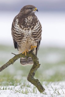 Buzzard, (Buteo buteo), animals, bird, bird of prey, buzzard, hawk family, perch, winter, snow,
