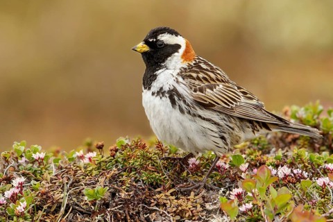 Lapland Longspur (Calcarius lapponicus) perched on the tundra in Nome, Alaska