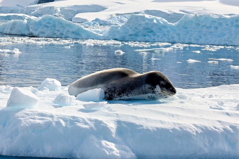A sea lion rests peacefully on an ice floe in an Antarctic snowscape, leopard seal (Hydrurga