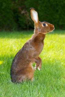 A rabbit rabbit makes male, red-brown, red-brown, animals, rabbit, hare, hares, pet, meadow,