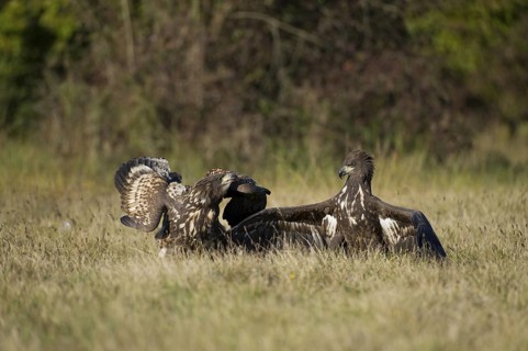 White-tailed Eagle (Haliaeetus albicilla) juvenile, Poland