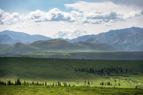 Tundra and glaciated peak of Denali or Mount McKinley, mountainous landscape, Denali National Park,