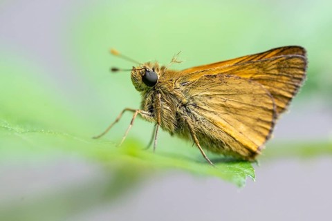 Large skipper (Ochlodes sylvanus), Ahlhorn, Lower Saxony, Germany