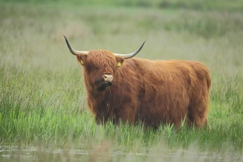 Highland cattle (Bos primigenius), animal husbandry, long shaggy coat, standing water, Nationaal