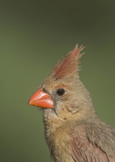 Northern Cardinal (Cardinalis cardinalis) female, Arizona, USA
