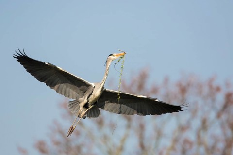 Grey Heron (Ardea cinerea) flying, Baden-Wuerttemberg, Germany