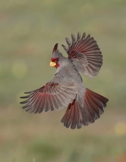Pyrrhuloxia (Cardinalis sinuatus) male flying, Texas, USA