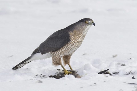 Cooper's Hawk (Accipiter cooperii), Ohio, USA
