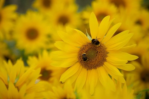 Buff tailed bumblebee (Bombus terrestris) two adult bee insects feeding on a Sunflower (Helianthus