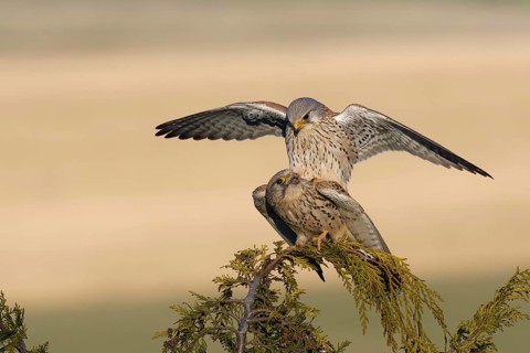 Common Kestrel (Falco tinnunculus) pair mating, Saxony, Germany