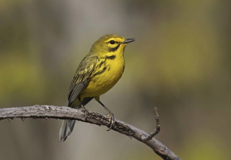 Prairie Warbler (Setophaga discolor) male, Ohio, USA