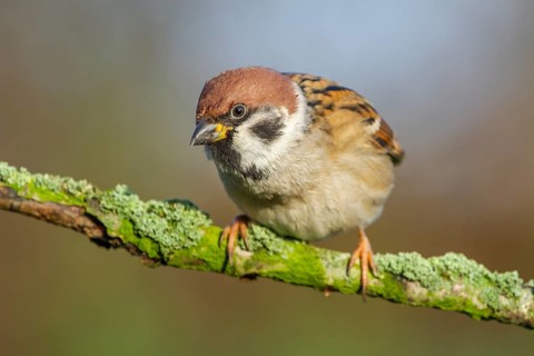 Eurasian Tree Sparrow (Passer montanus) perched on a branch, Lower Saxony, Germany