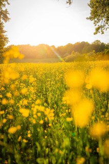 Blooming meadow at sunset with billowing yellow flowers, Gechingen, Black Forest, Germany