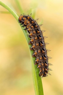 Die erwachsene Raupe des Kleinen Perlmutterfalter (Issoria lathonia)