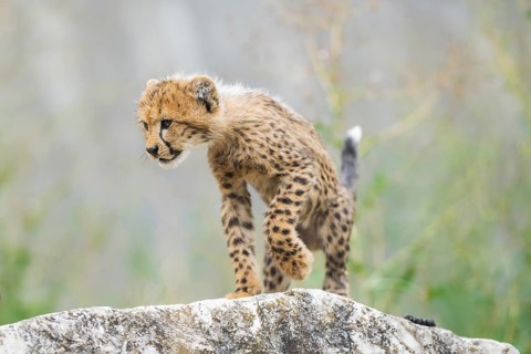 Cheetah (Acinonyx jubatus) youngster walking on a rock, captive, occurrence Africa