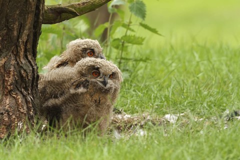 Eurasian Eagle-Owl (Bubo bubo) juvenile, Limburg, Netherlands