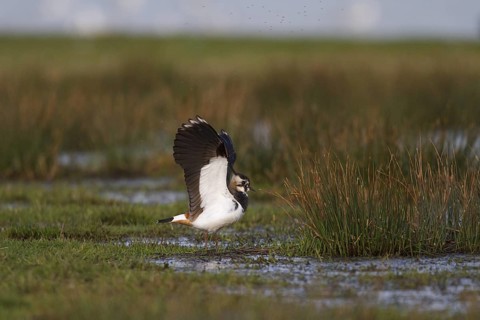 Northern Lapwing (Vanellus vanellus) male, North Rhine-Westphalia, Germany