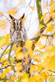 Long-eared Owl (Asio otus) perched in a birch tree, Rhineland-Palatinate, Germany