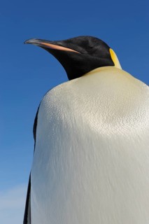 Emperor penguins (Aptenodytes forsteri), Portrait, Snow Hill Island, Antartic Peninsula, Antarctica
