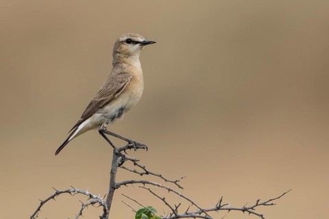 Isabelline Wheatear (Oenanthe isabellina) male perched on a branch, Chachuna, Georgia
