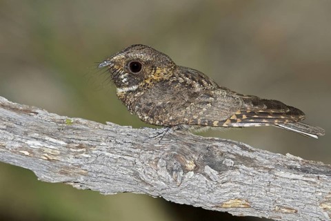 Mexican Whip-Poor-Will (Antrostomus arizonae) perched on a branch in southern Arizona, USA