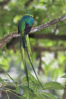 Resplendent Quetzal (Pharomachrus mocinno), Costa Rica