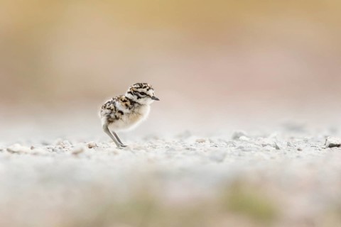 Eurasian Dotterel (Charadrius morinellus) chick, Norway