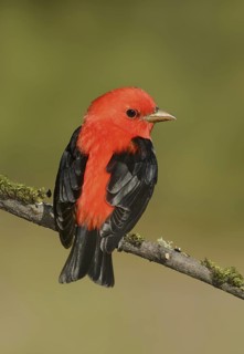 Scarlet Tanager (Piranga olivacea) male, Texas, USA
