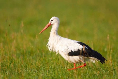 White Stork (Ciconia ciconia) female foraging, North Rhine-Westphalia, Germany