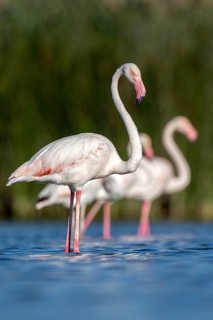 Greater Flamingo (Phoenicopterus roseus) group, Castile-La Mancha, Spain