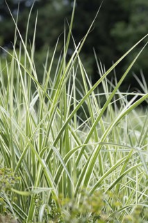 Chinese reed (Miscanthus sinensis 'Silberpfeil'), Weihenstephaner Gärten, Germany