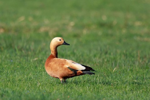 Ruddy Shelduck (Tadorna ferruginea), North Rhine-Westphalia, Germany