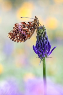 Der Natterwurz-Perlmutterfalter (Boloria titania) sitzt auf Ziestblättrige Teufelskralle (Phyteuma